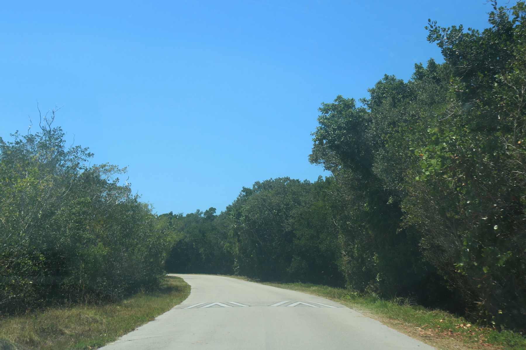A small winding road with trees on the left side and taller trees on the right.